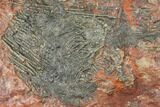 Silurian Fossil Crinoid (Scyphocrinites) Plate - Morocco #134247-1